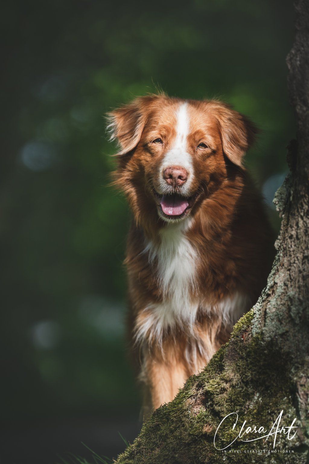 Passion And Fire NSDT Retriever
