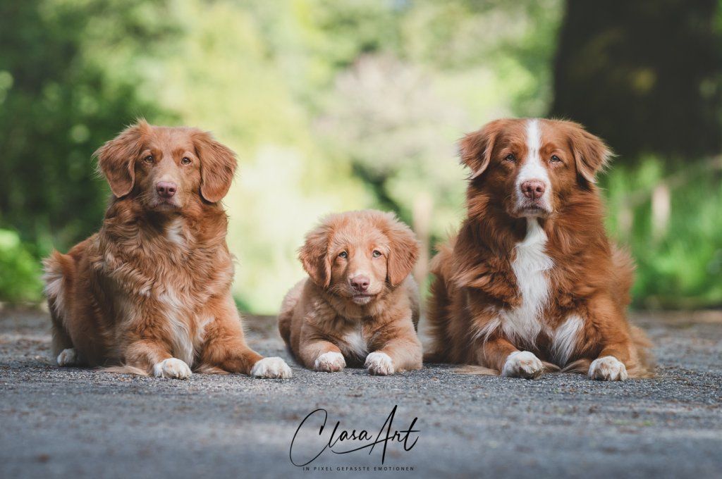 Passion And Fire NSDT Retriever
