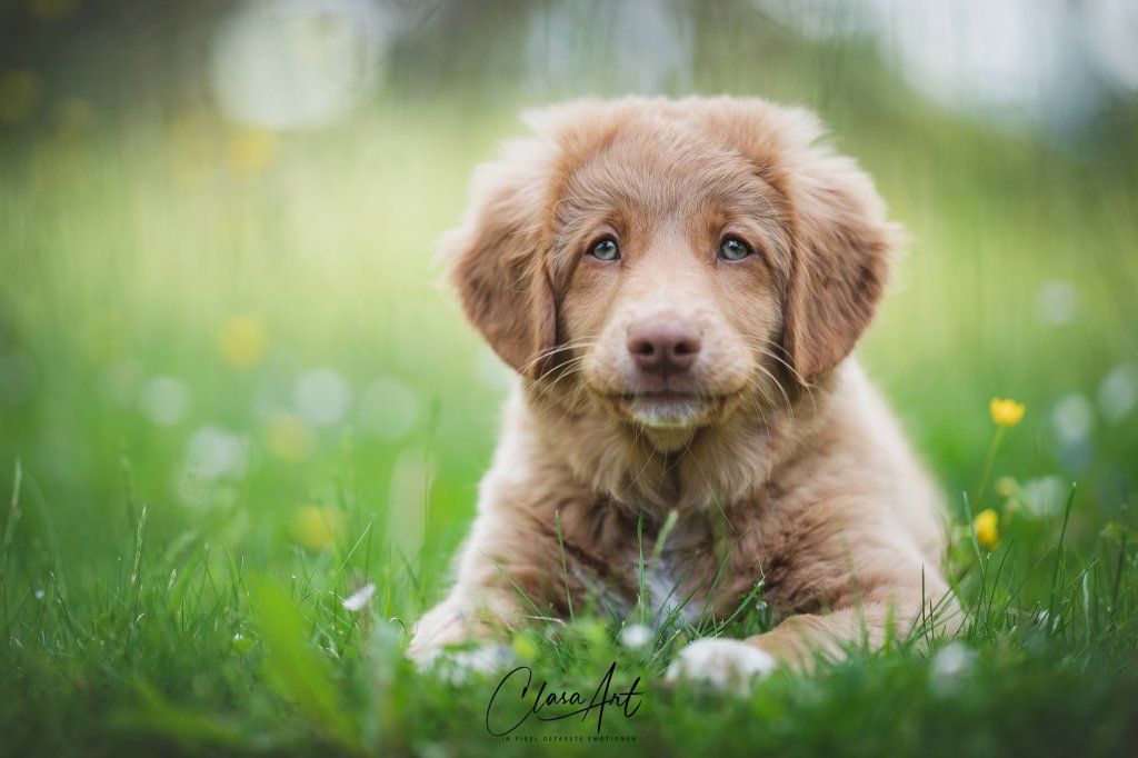 Passion And Fire NSDT Retriever