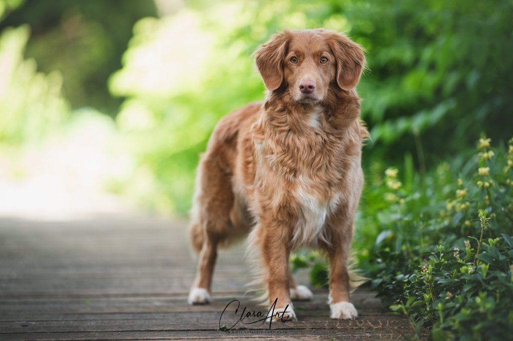 Passion And Fire NSDT Retriever