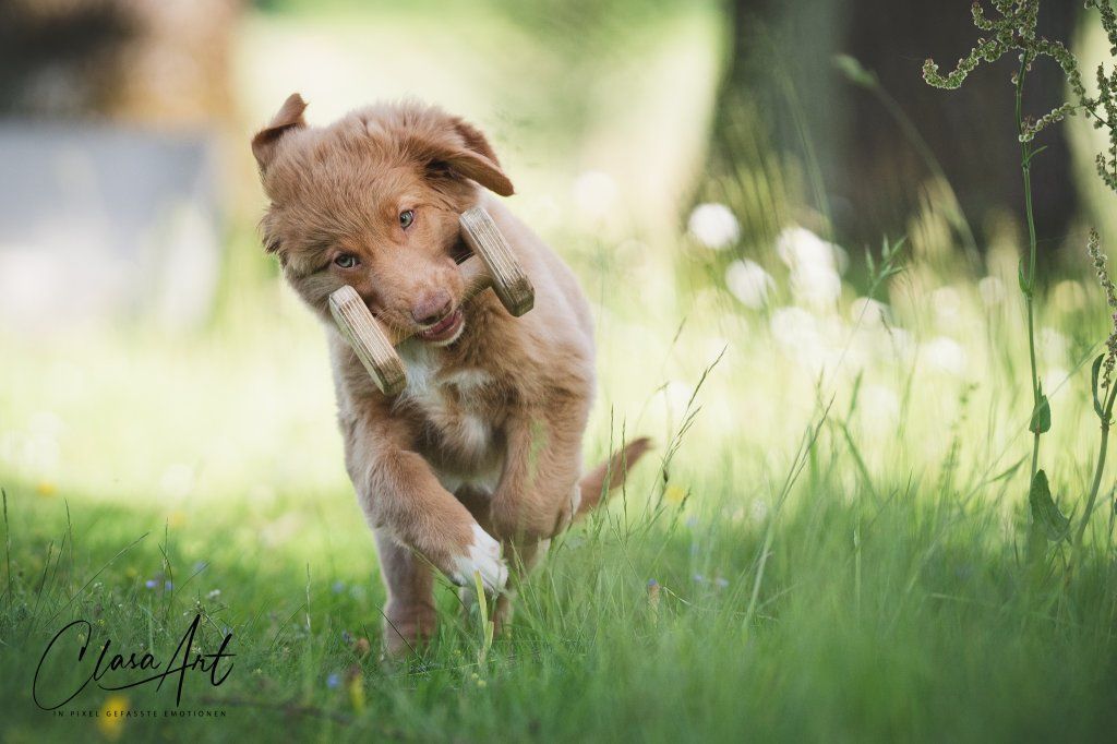 Passion And Fire NSDT Retriever