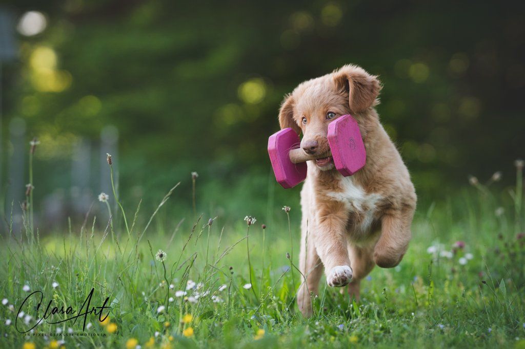 Passion And Fire NSDT Retriever