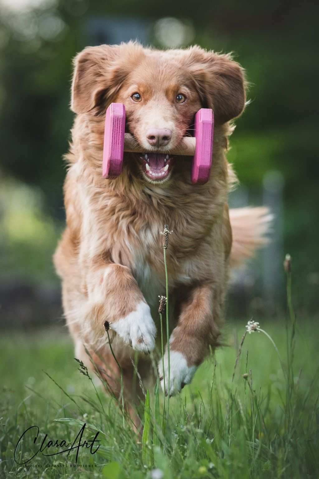 Passion And Fire NSDT Retriever