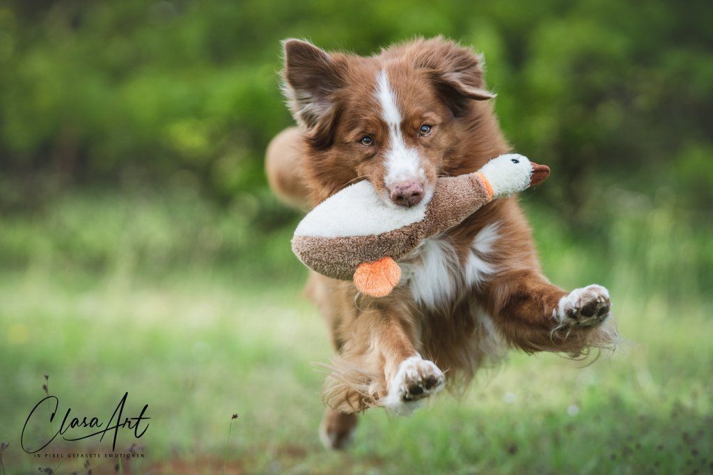 Passion And Fire NSDT Retriever