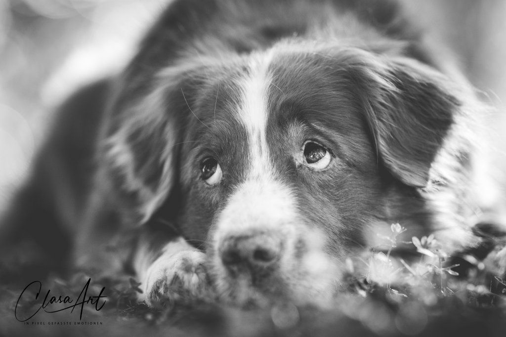 Passion And Fire NSDT Retriever