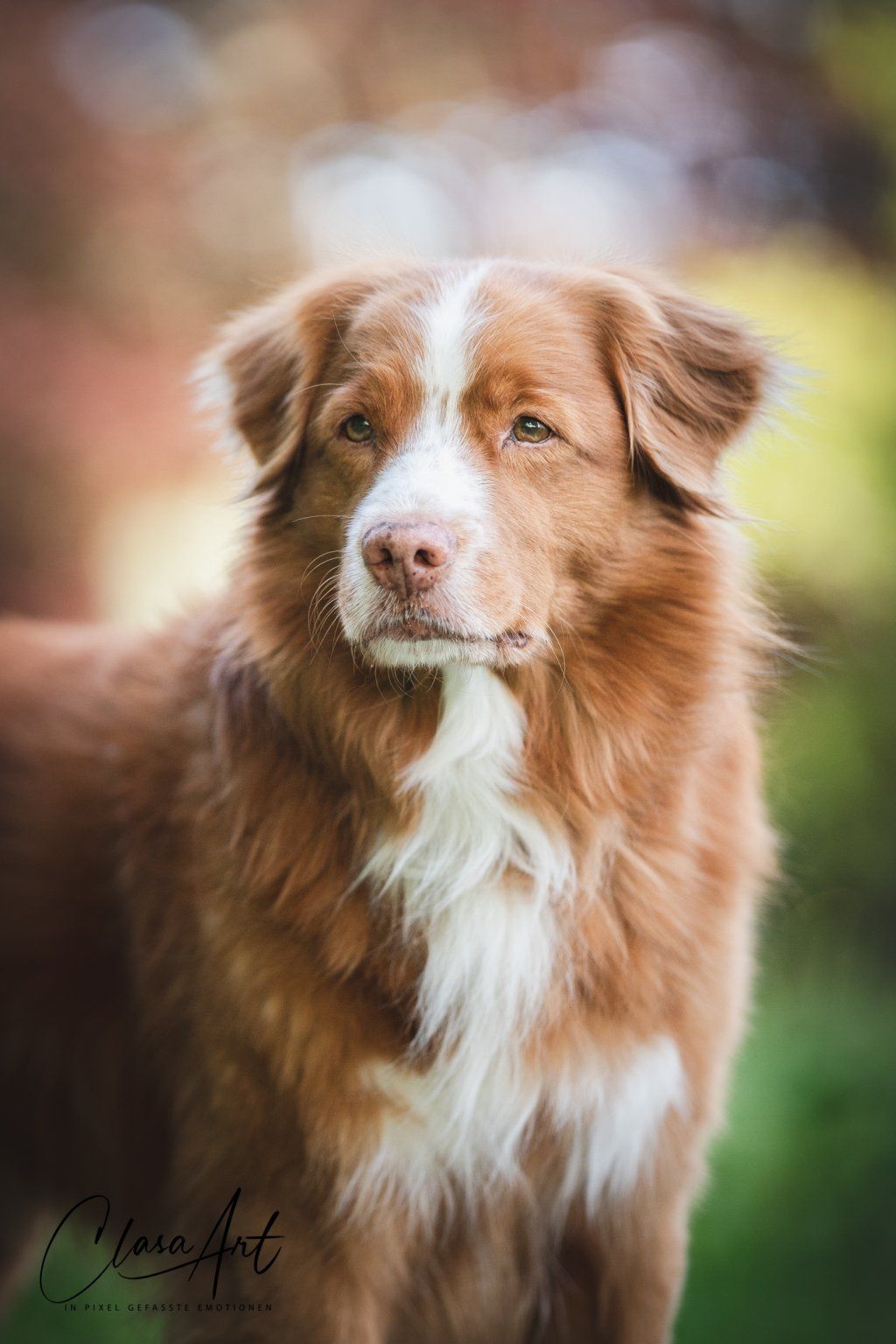 Passion And Fire NSDT Retriever