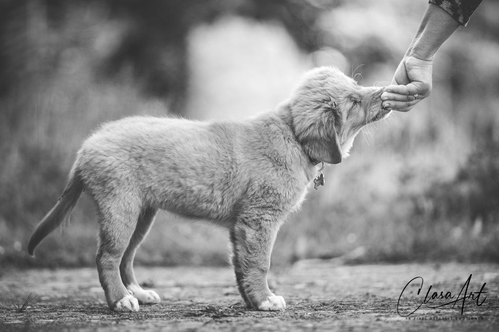 Passion And Fire NSDT Retriever
