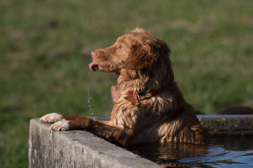 Passion And Fire NSDT Retriever