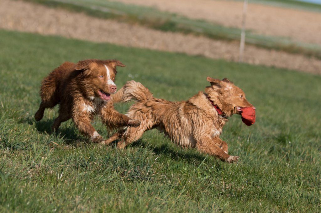 Passion And Fire NSDT Retriever
