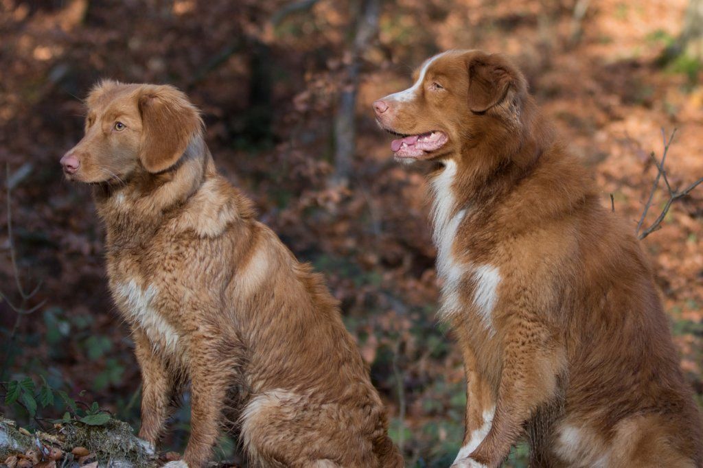 Passion And Fire NSDT Retriever