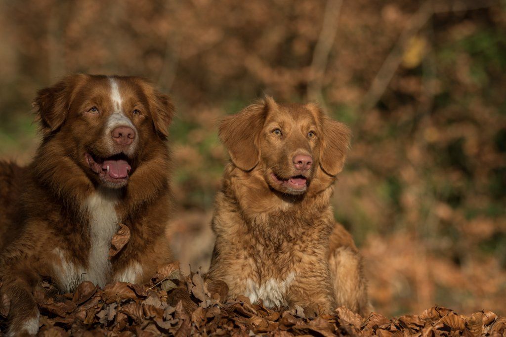 Passion And Fire NSDT Retriever