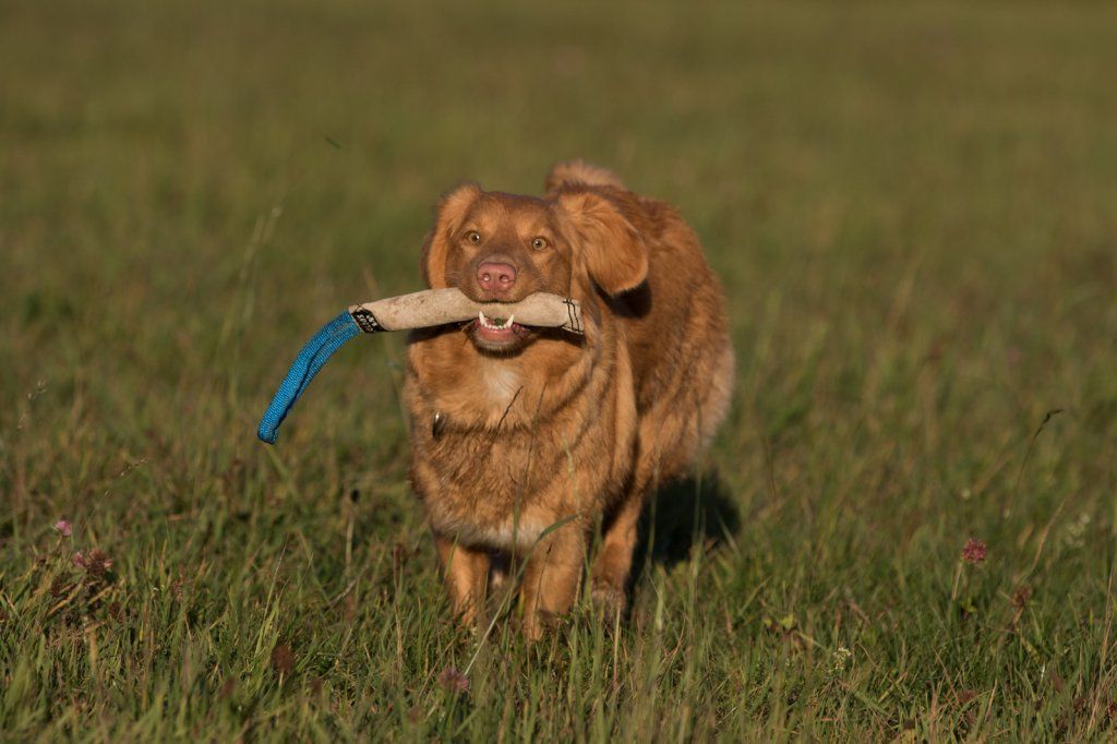 Passion And Fire NSDT Retriever