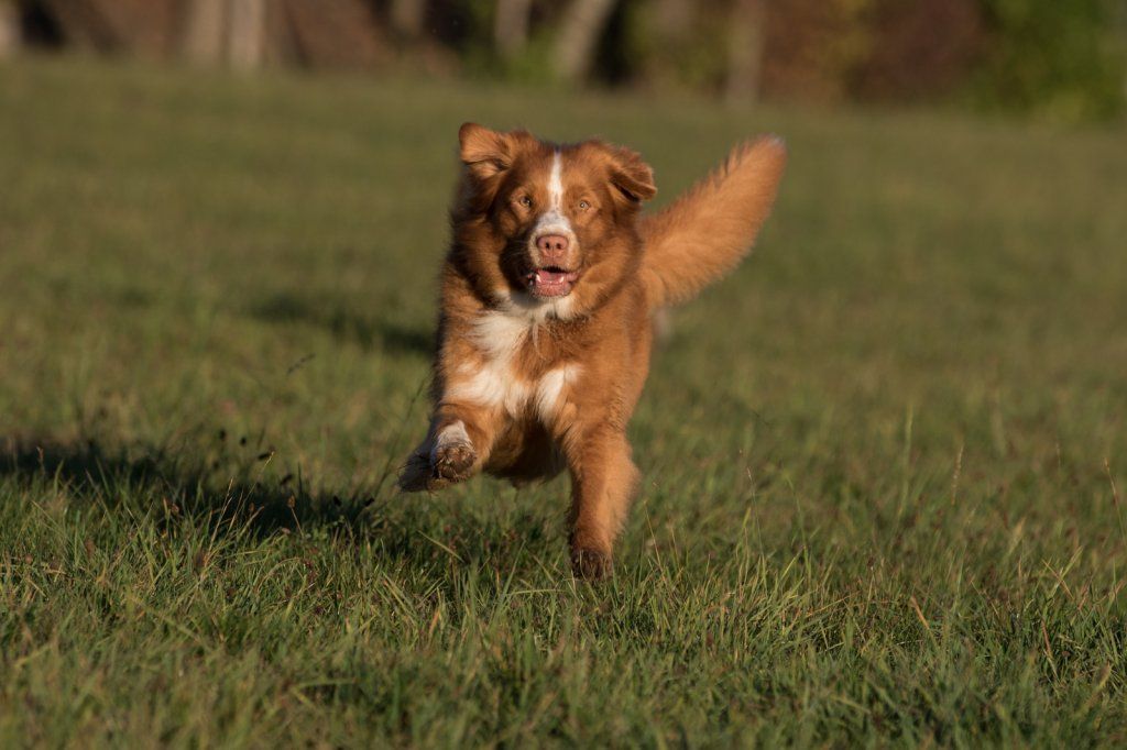 Passion And Fire NSDT Retriever