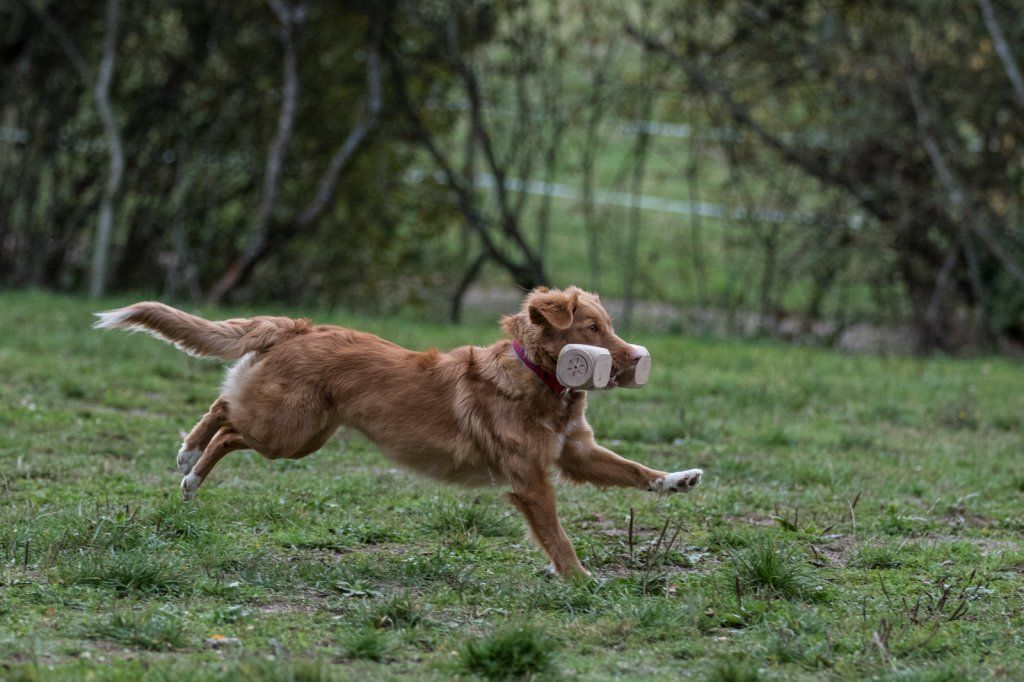 Passion And Fire NSDT Retriever
