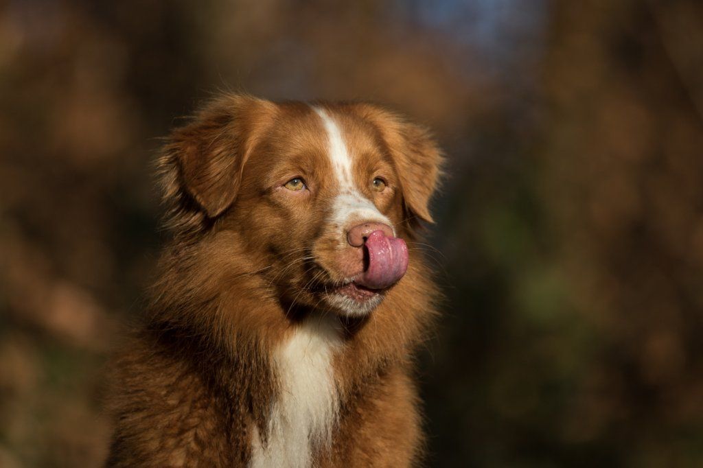 Passion And Fire NSDT Retriever