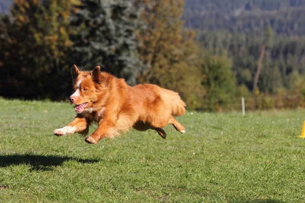 Passion And Fire NSDT Retriever