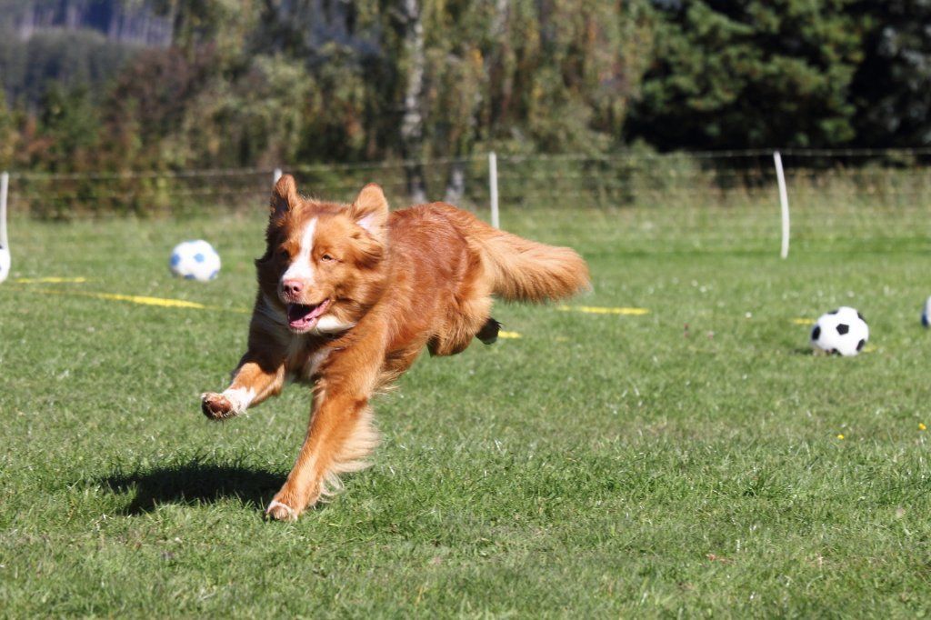 Passion And Fire NSDT Retriever