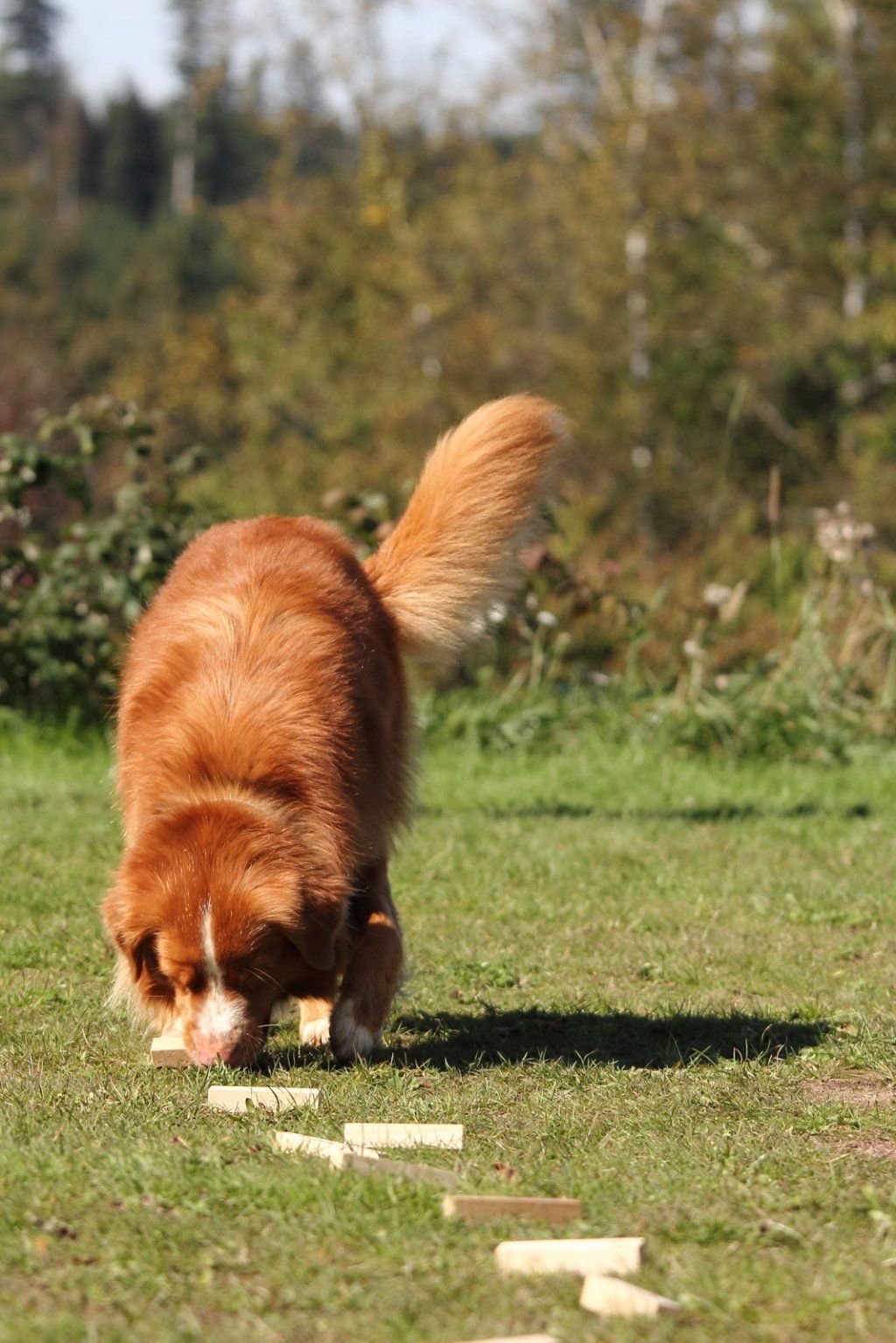 Passion And Fire NSDT Retriever