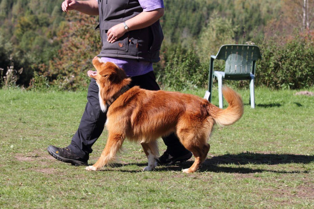 Passion And Fire NSDT Retriever