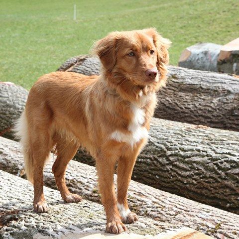 Passion And Fire NSDT Retriever