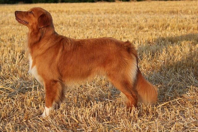 Passion And Fire NSDT Retriever