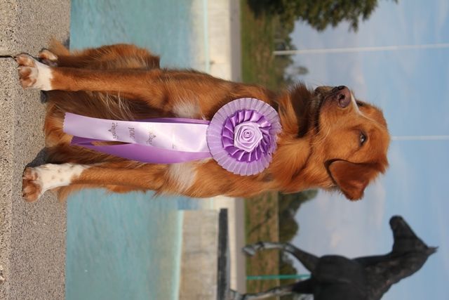 Passion And Fire NSDT Retriever