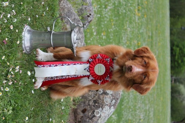 Passion And Fire NSDT Retriever