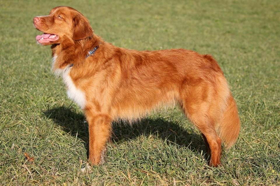 Passion And Fire NSDT Retriever