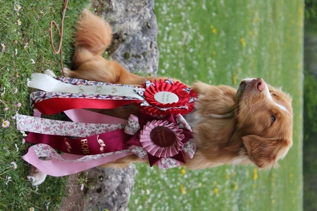 Passion And Fire NSDT Retriever