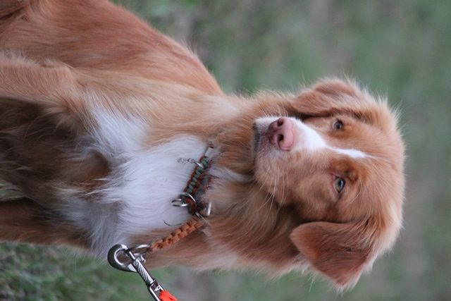 Passion And Fire NSDT Retriever