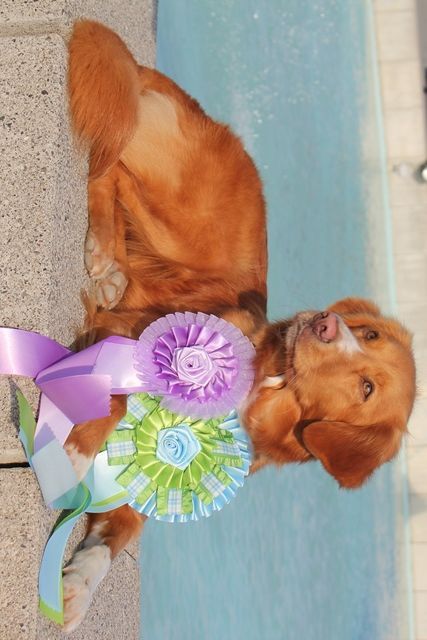 Passion And Fire NSDT Retriever