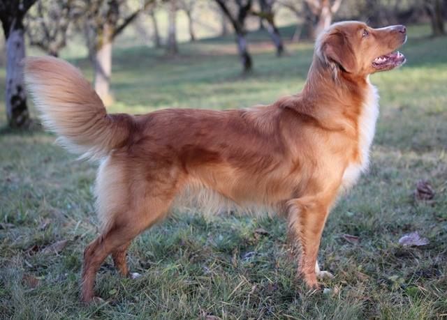 Passion And Fire NSDT Retriever