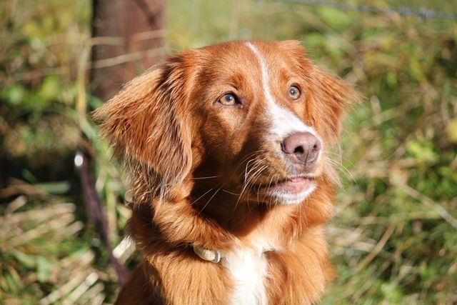 Passion And Fire NSDT Retriever