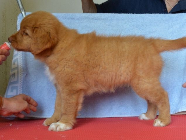 Passion And Fire NSDT Retriever