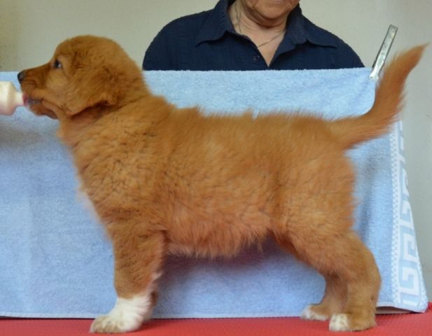 Passion And Fire NSDT Retriever