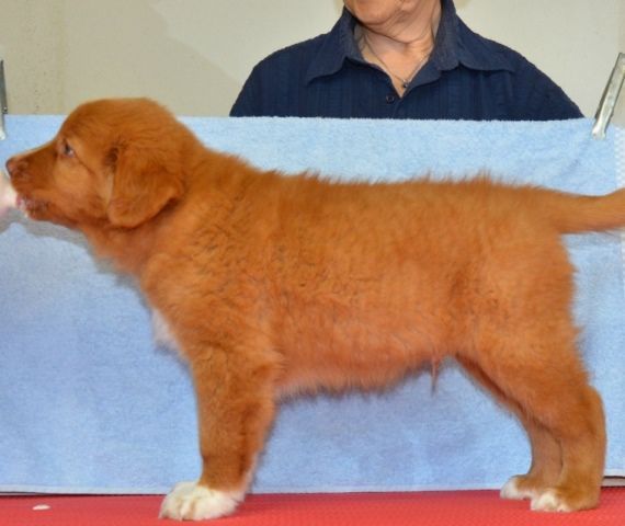 Passion And Fire NSDT Retriever