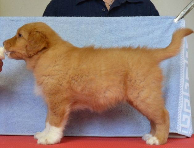 Passion And Fire NSDT Retriever