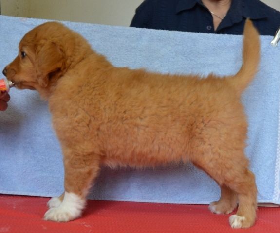 Passion And Fire NSDT Retriever