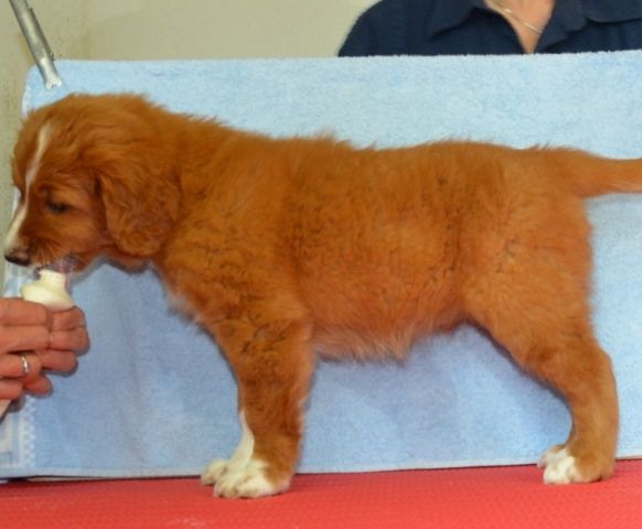 Passion And Fire NSDT Retriever