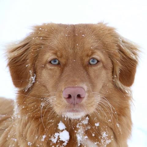 Passion And Fire NSDT Retriever