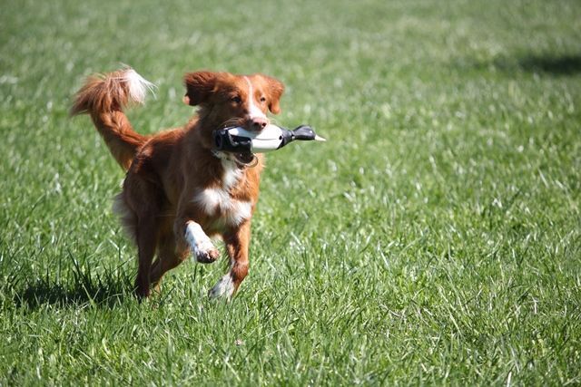 Passion And Fire NSDT Retriever