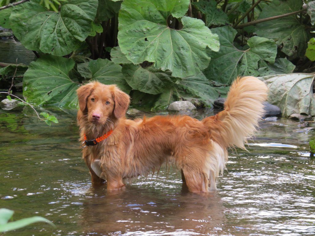 Passion And Fire NSDT Retriever