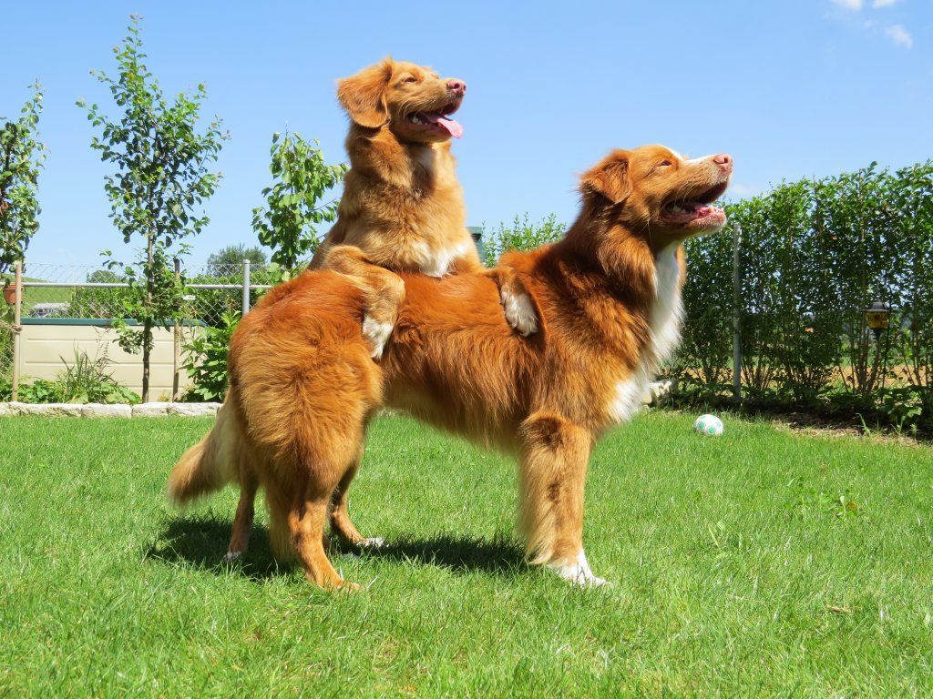 Passion And Fire NSDT Retriever