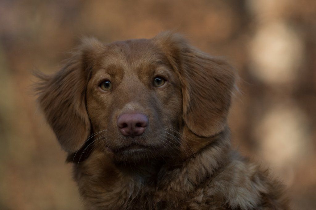 Passion And Fire NSDT Retriever