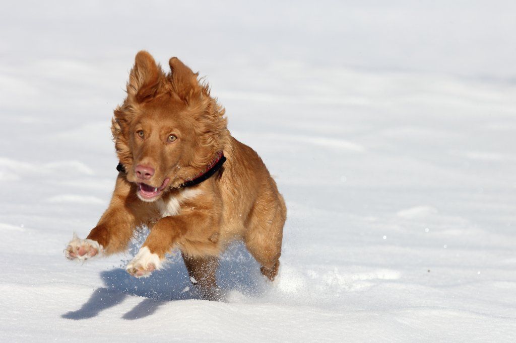Passion And Fire NSDT Retriever