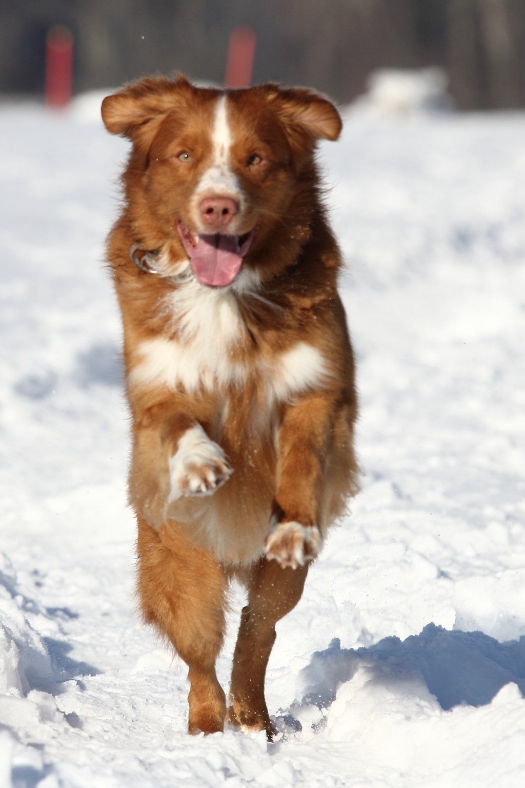 Passion And Fire NSDT Retriever