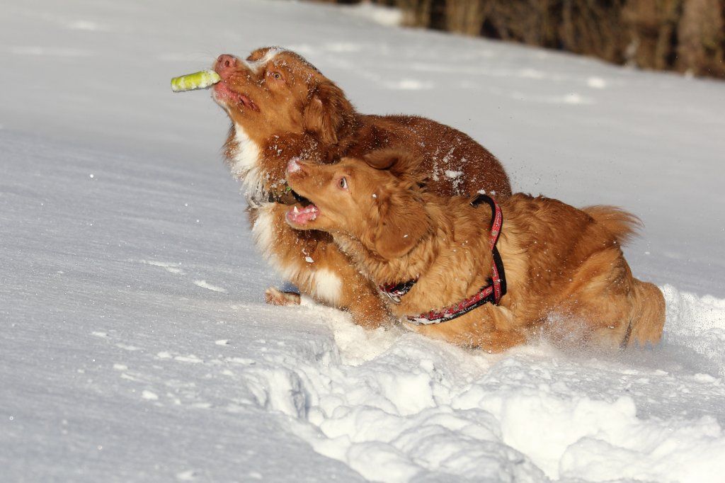 Passion And Fire NSDT Retriever