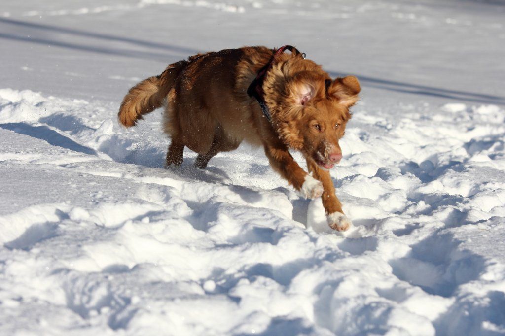 Passion And Fire NSDT Retriever