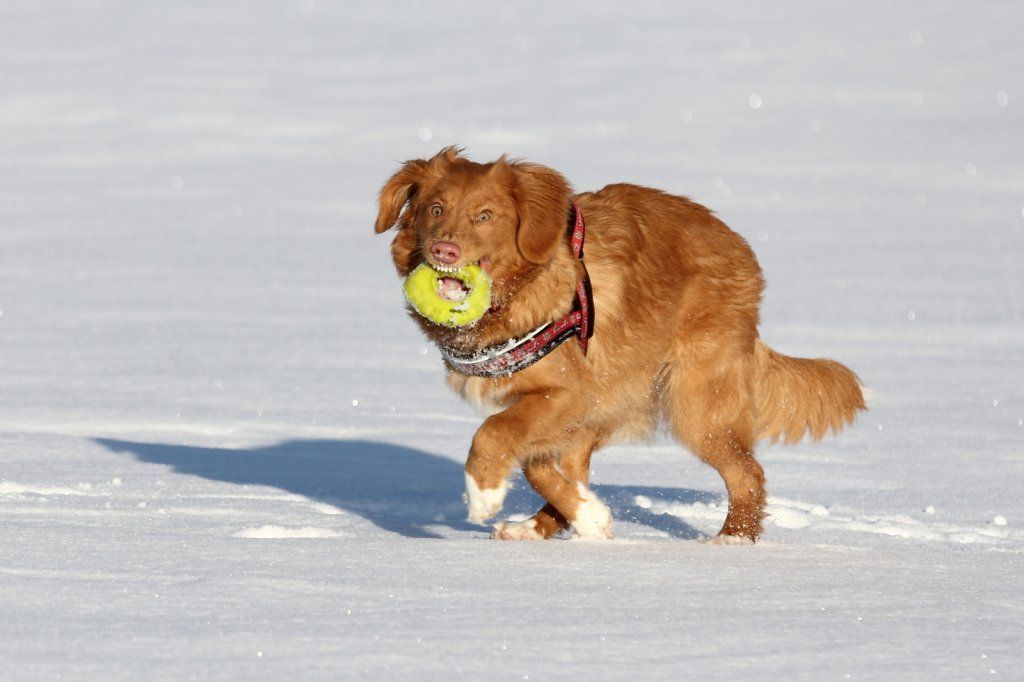 Passion And Fire NSDT Retriever