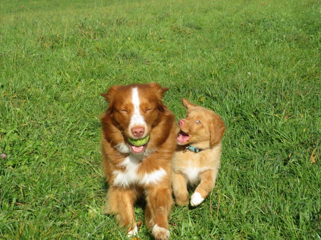 Passion And Fire NSDT Retriever